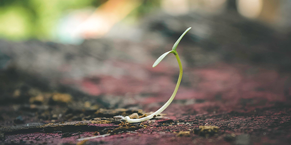 seedling coming through soil