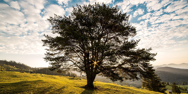 large tree under a blue sky