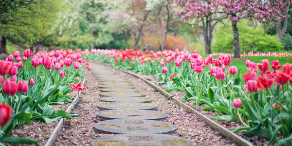 a garden pathway lined by tulips