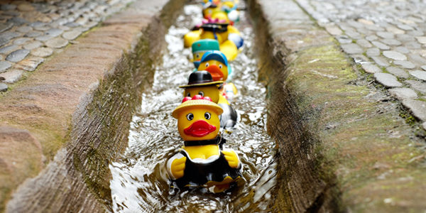 rubber ducks in a line
