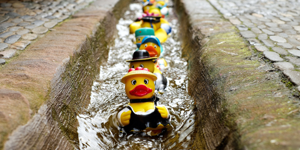 rubber ducks in a line