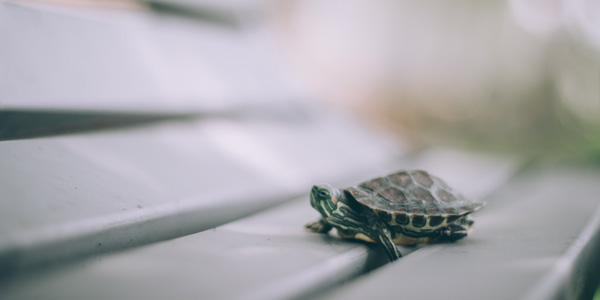 small turtle on a bench